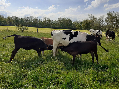 Eine Ammenkuh mit drei Kälbern die gleichzeitig an ihrem Euter saugen.