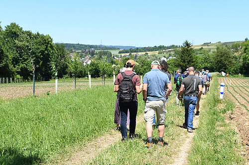 Teilnehmende laufen entlang von jungen Bäumen in der Agroforstanlage des FiBL.