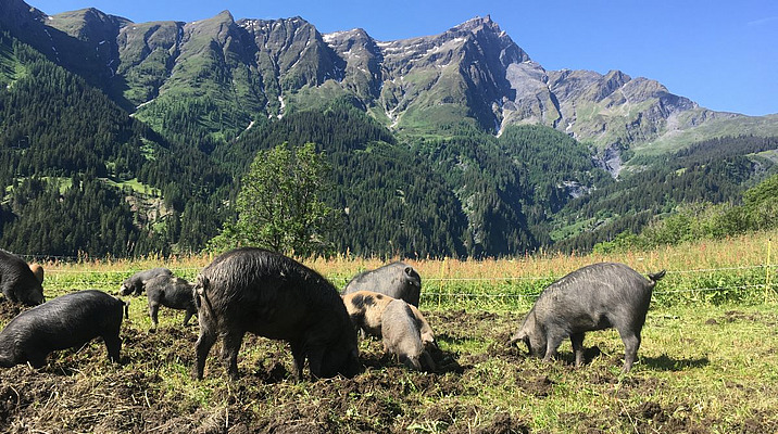 Schwarze Alpenschweine auf der Weide mit Bergkulisse im Hintergrund.