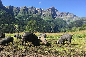 Schwarze Alpenschweine auf der Weide mit Bergkulisse im Hintergrund.