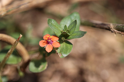 Blühender oranger Acker-Gauchheil als Begleitflora in einem Acker.