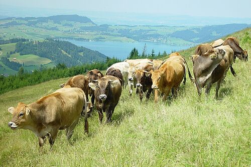 Rinder auf einer Wiese mit einem See im Hintergrund.