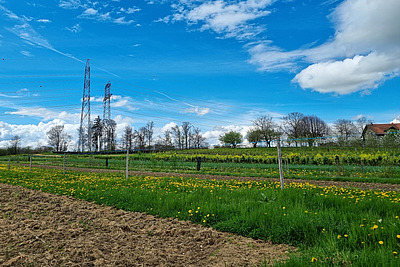  Im Vordergrund ist ein Elektrozaun mit drei Litzen zu sehen; dahinter sind die Beete und die Baumreihen zu erkennen.