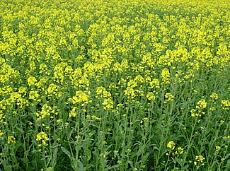 Rapsfeld in Blüte