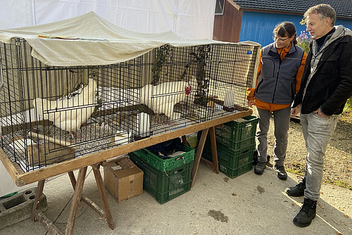 Hühner in Käfigen werden an einer Ausstellung von einer Frau und einem Mann betrachtet.