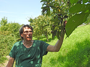 Mann mit Brille steht auf einer Obstanlage und hält einen Ast mit Blätter