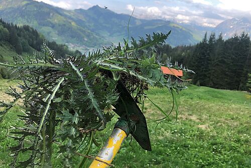 Eine Hacke mit einer Distel und im Hintergrund Gebirgslandschaft. 