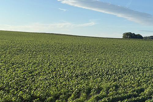 Ein grosses Feld mit Soja, das leicht aufsteigend bis an den Horizont reicht.