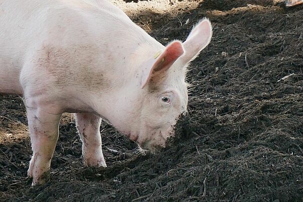 Schwein beim Wühlen.