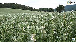 Feld mit Körnerleguminosen