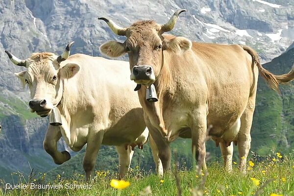 Zwei Braunviehkühe in Bergwelt