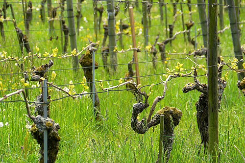 Rebstöcke im Frühling