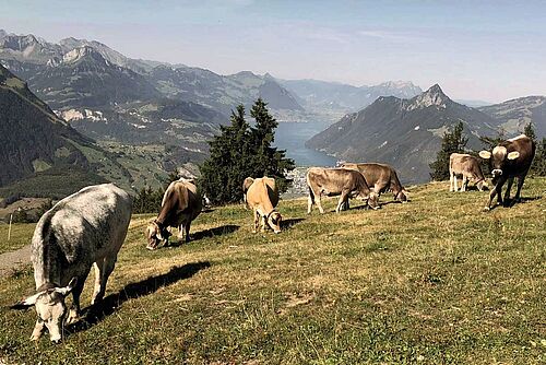 Rinder auf Alp im Hintergrund der Vierwaldstättersee