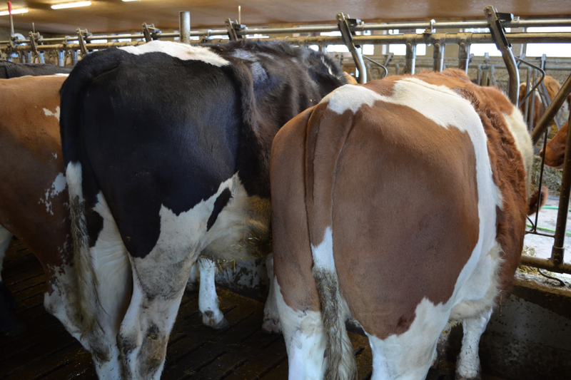 Schlachtkörperbeurteilung am Rind – entscheidend für den Verkaufspreis