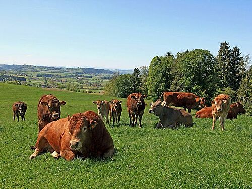 Mutterkuhherde auf der Weide