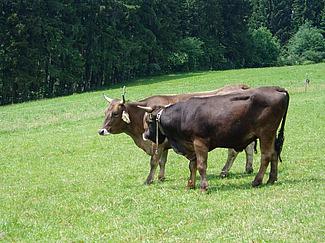Kuh und Stier auf der Weide