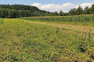 Ein Kartoffelfeld mit teilweise liegendem Kraut. Im Hintergrund der Horizont mit Wald. 