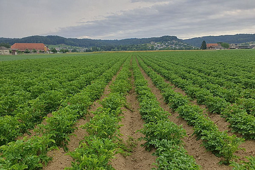 Feld mit Reihen von grünen Kartoffelpflanzen auf Erdwällen.