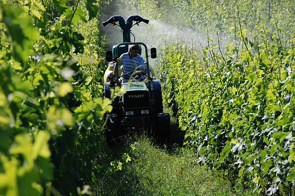 Traktor fährt mit Spritze durch eine Fahrgasse zwischen zwei Reihen Reben und spritzt Pflanzenschutzmittel.