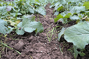 Es sind junge Rapspflanzen in zwei Reihen zu sehen. Dazwischen liegen blaue Körnchen. 