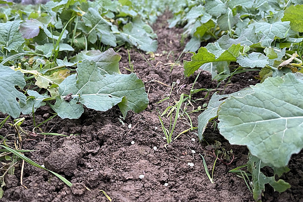 Es sind junge Rapspflanzen in zwei Reihen zu sehen. Dazwischen liegen blaue Körnchen. 