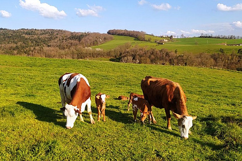 Zwei Milchkühe mit Kälbern auf einer Weide. 