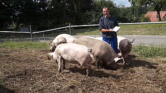 Mann in einer Schweinegruppe im Freiland.