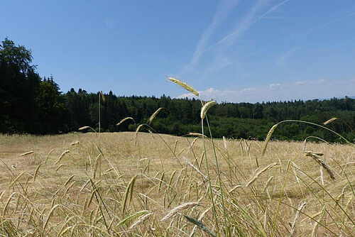 Roggenfeld in Ähren, kurz vor der Ernte