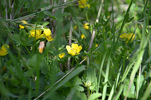 Grünes Gras mit gelben Blumen.