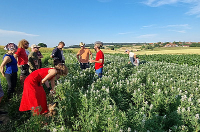 Eine Gruppe Menschen schaut sich ein Feld mit weiss blühenden Lupinen und Kichererbsen an.