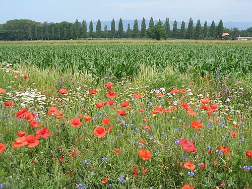 im Vordergrund blühende Buntbrach mit Mohn, im Mittelgrund Maisfeld, im Hintergrund Wald und Allee