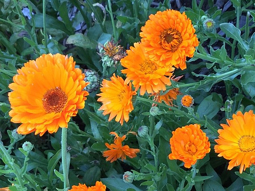 Orangefarbene Ringelblumenblüten.