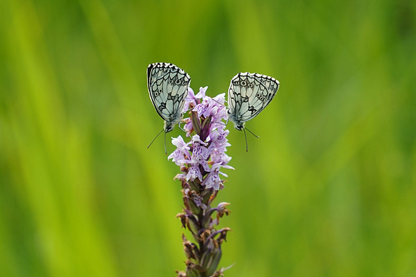 Zwei Schmetterlinge auf einer lila Blume sitzend.
