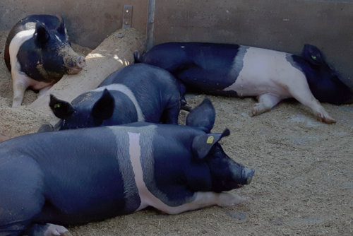 Mehrere Schweine, die in Einstreu liegen. 