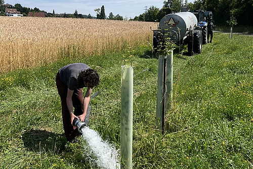 Eine Person mit einem Schlauch beugt sich zu einem kleinen gepflanzten Baum. Aus dem Schlauch kommt ein grosser Schwall Wasser, im Hintergrund steht ein Traktor mit einem Wasserfass. 