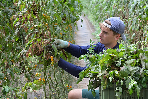 Ein junger Mann entblättert Cherrytomatenpflanzen im Gewächshaus und legt sie in eine große grüne Kiste.