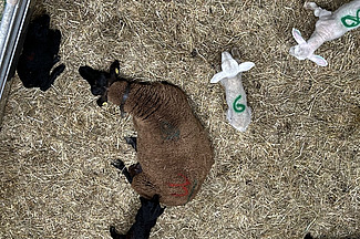 Von oben fotografiert: Ein Mutterschaf liegt im Stroh, drum herum liegen und laufen die Lämmer mit aufgesprühten Nummern auf dem Rücken. 