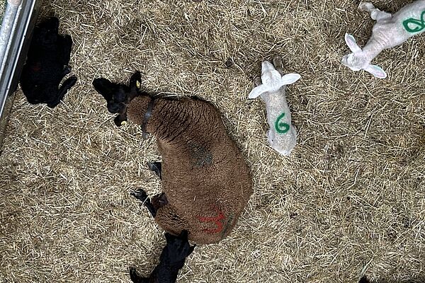 Von oben fotografiert: Ein Mutterschaf liegt im Stroh, drum herum liegen und laufen die Lämmer mit aufgesprühten Nummern auf dem Rücken. 