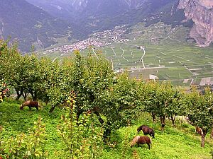 Aprikosen-Hochstammbäume auf Wiese mit weidenden Pferden