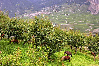Aprikosen-Hochstammbäume auf Wiese mit weidenden Pferden.