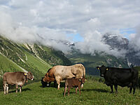 Rindviehfamilie mit Stier, Kühen und Kälbern auf Alp