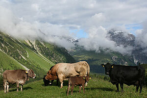 Rindviehfamilie mit Stier, Kühen und Kälbern auf Alp