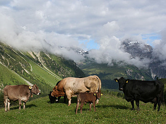 Rindviehfamilie mit Stier, Kühen und Kälbern auf Alp