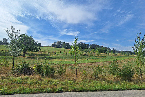 Blick auf eine strukturierte Agroforstfläche mit sorgfältig angelegten Baumreihen von einer Straße aus.