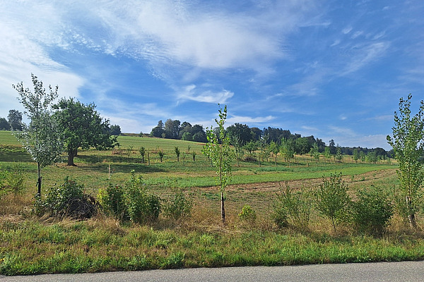Blick auf eine strukturierte Agroforstfläche mit sorgfältig angelegten Baumreihen von einer Straße aus.