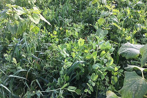 Gemisch aus Erbsen, Sonenblumen, Wicken und weiteren Gründüngungspflanzen