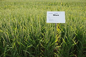 Weizen noch grün aber schon mit Ähren, mit Hinweistafel Sorte Wiwa