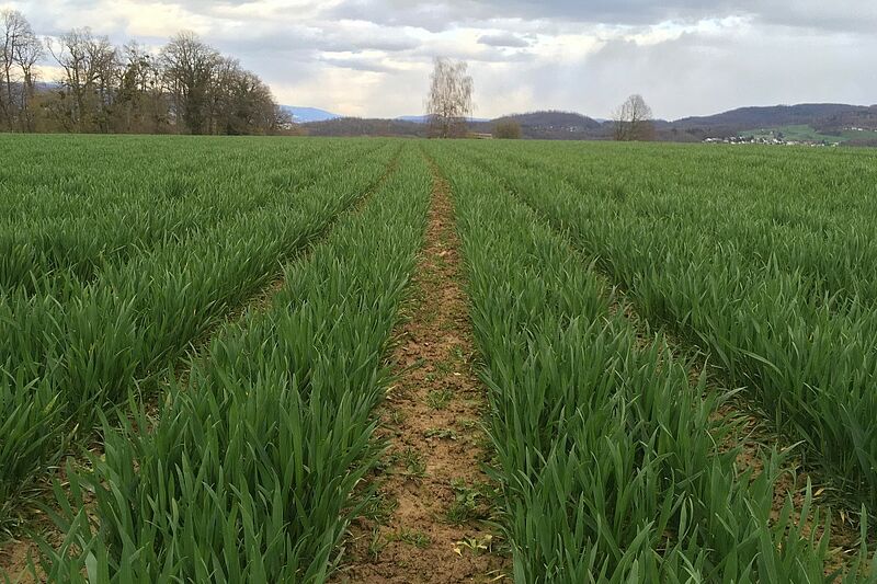 Getreide in weiter Reihe - Umgang mit Beikräutern Getreide in weiter Reihe - Umgang mit Beikräutern