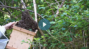 Bienenschwarm an einem Baumast hängend