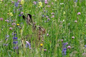 blühende Blumenwiese, mittendrin ein sitzender Feldhase